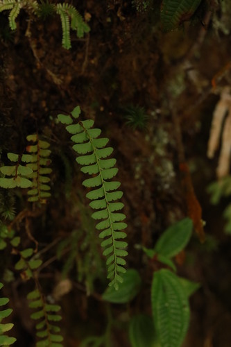 Osmolindsaea odorata (Osmolindsaea odorata)