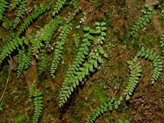Osmolindsaea odorata (Osmolindsaea odorata)