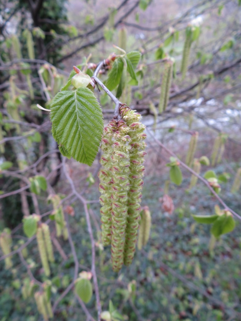 European hop-hornbeam (Ostrya carpinifolia)