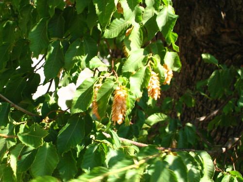 European hop-hornbeam (Ostrya carpinifolia)