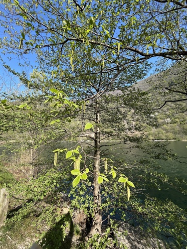 European hop-hornbeam (Ostrya carpinifolia)