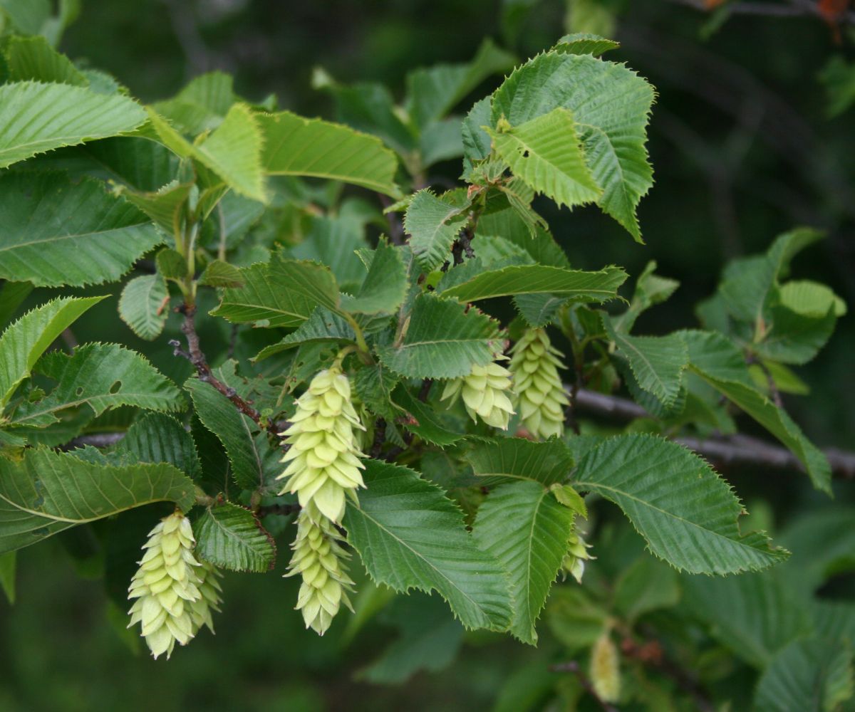 European hop-hornbeam: Ostrya carpinifolia , Birkengewächse (Betulaceae) - Italien/Italia/Italy: Friuli-Venezia Giulia, Prov. Trieste, Rilkeweg/Sentiero Rilke von Sistiana nach Duino