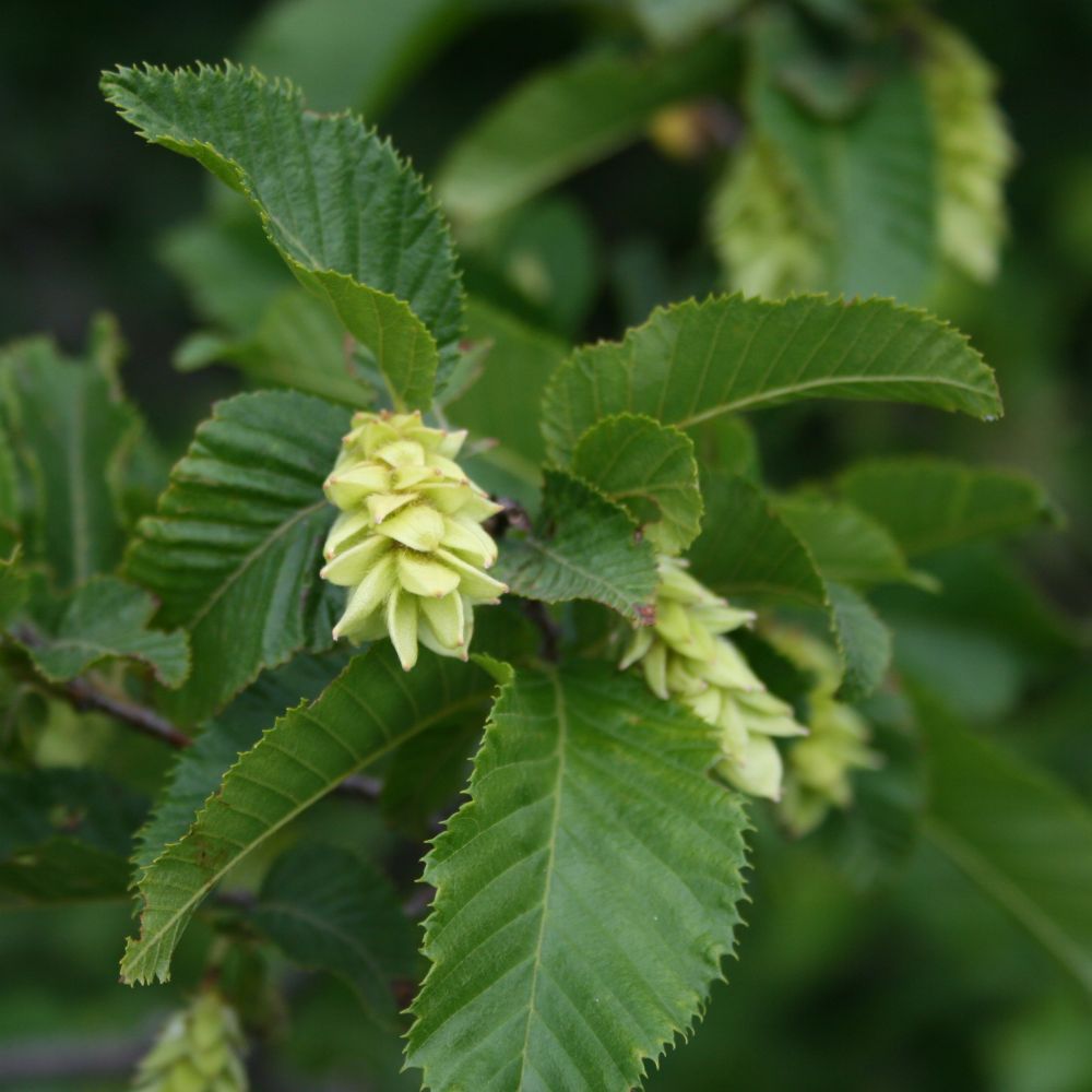 European hop-hornbeam: Ostrya carpinifolia , Birkengewächse (Betulaceae) - Italien/Italia/Italy: Friuli-Venezia Giulia, Prov. Trieste, Rilkeweg/Sentiero Rilke von Sistiana nach Duino