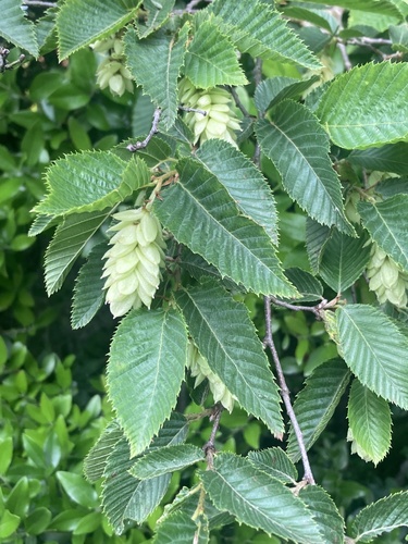 European hop-hornbeam (Ostrya carpinifolia)