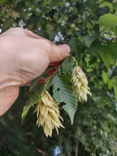 European hop-hornbeam (Ostrya carpinifolia)