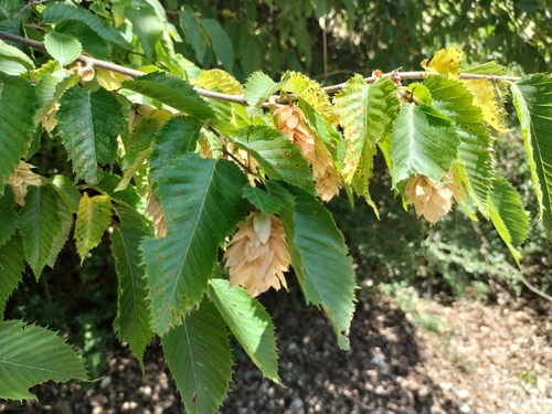 European hop-hornbeam (Ostrya carpinifolia)