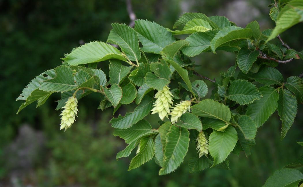 European hop-hornbeam: Ostrya carpinifolia , Birkengewächse (Betulaceae) - Italien/Italia/Italy: Friuli-Venezia Giulia, Prov. Trieste, Rilkeweg/Sentiero Rilke von Sistiana nach Duino