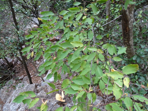 European hop-hornbeam (Ostrya carpinifolia)