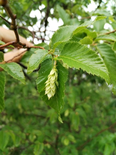 European hop-hornbeam (Ostrya carpinifolia)