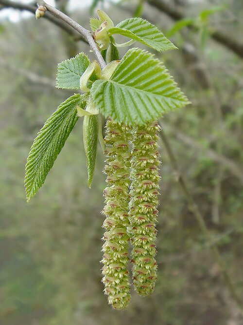 European hop-hornbeam: Male catkins of Ostrya carpinifolia in Italy