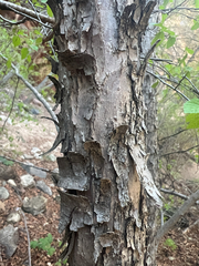 Knowlton's hophornbeam (Ostrya knowltonii)