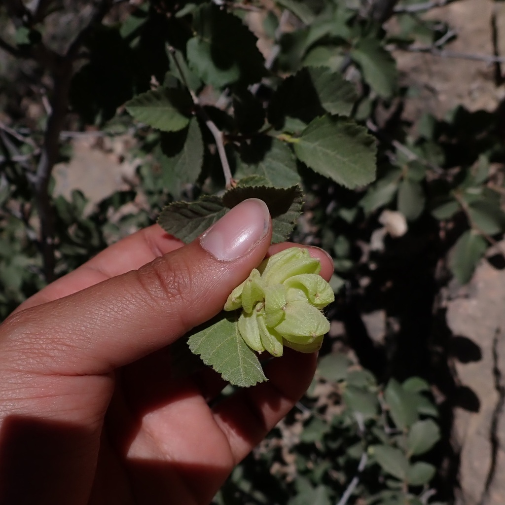 Knowlton's hophornbeam (Ostrya knowltonii)