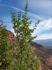 Knowlton's hophornbeam (Ostrya knowltonii)