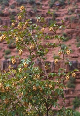 Knowlton's hophornbeam (Ostrya knowltonii)