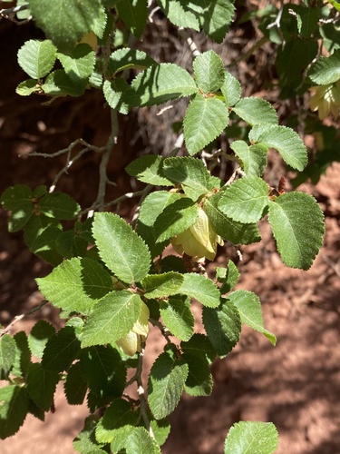 Knowlton's hophornbeam (Ostrya knowltonii)