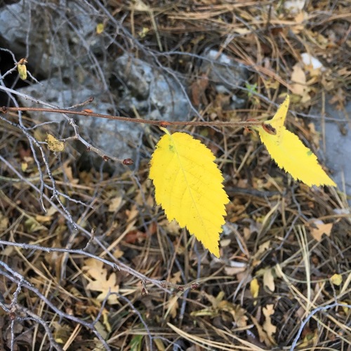 Knowlton's hophornbeam (Ostrya knowltonii)