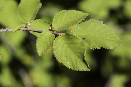 Knowlton's hophornbeam (Ostrya knowltonii)