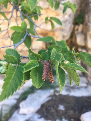 Knowlton's hophornbeam (Ostrya knowltonii)