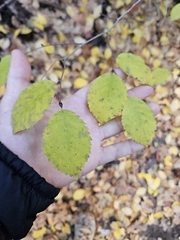 Knowlton's hophornbeam (Ostrya knowltonii)