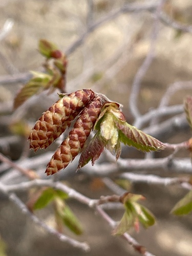 Knowlton's hophornbeam (Ostrya knowltonii)