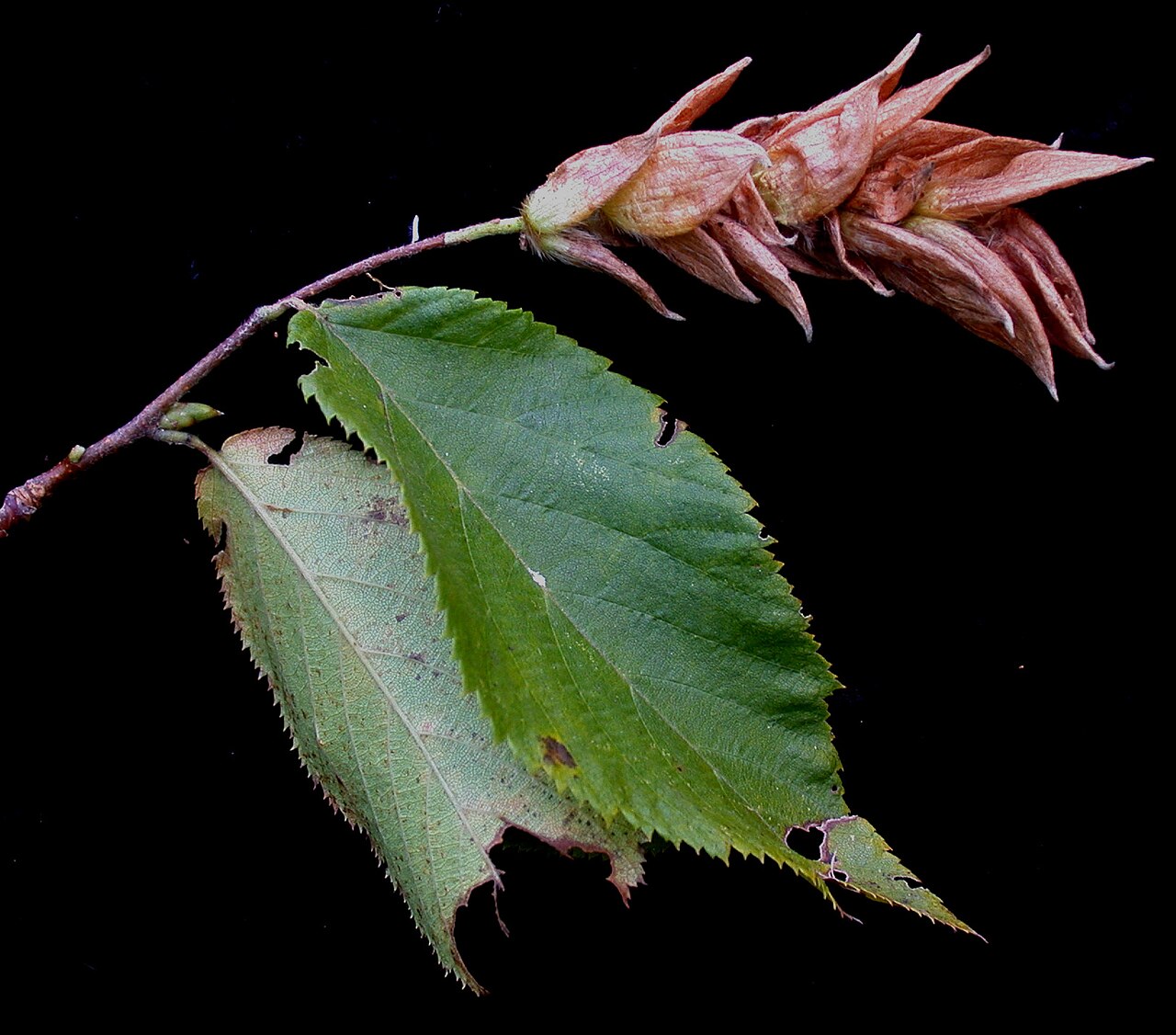 American hophornbeam: Nom français : ostryer de Virginie. Nom anglais : eastern hop-hornbeam. Rameau, feuilles et infrutescence (fruits) mature d'ostryer de Virginie.