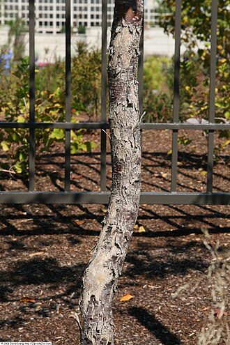American hophornbeam: Location taken: United States Botanic Garden, Washington D.C.. Names: Ostrya virginiana (Mill.) K.Koch, American Hop Hornbeam, American Hop-Hornbeam, American H