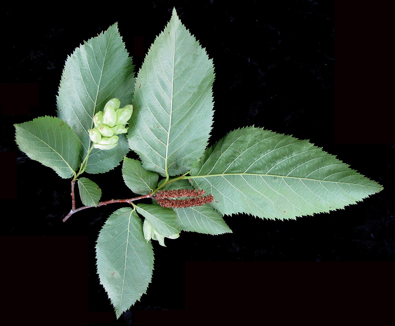 American hophornbeam: Nom français : ostryer de Virginie. Nom anglais : eastern hop-hornbeam. Rameau, feuilles, jeune infrutescence (fruits) et chatons mâles décidus d'ostryer de Vir