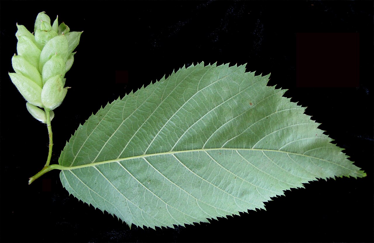 American hophornbeam: Nom français : ostryer de Virginie. Nom anglais : eastern hop-hornbeam. Feuille (vue de dessous) et jeune infrutescence (fruits) d'ostryer de Virgini.