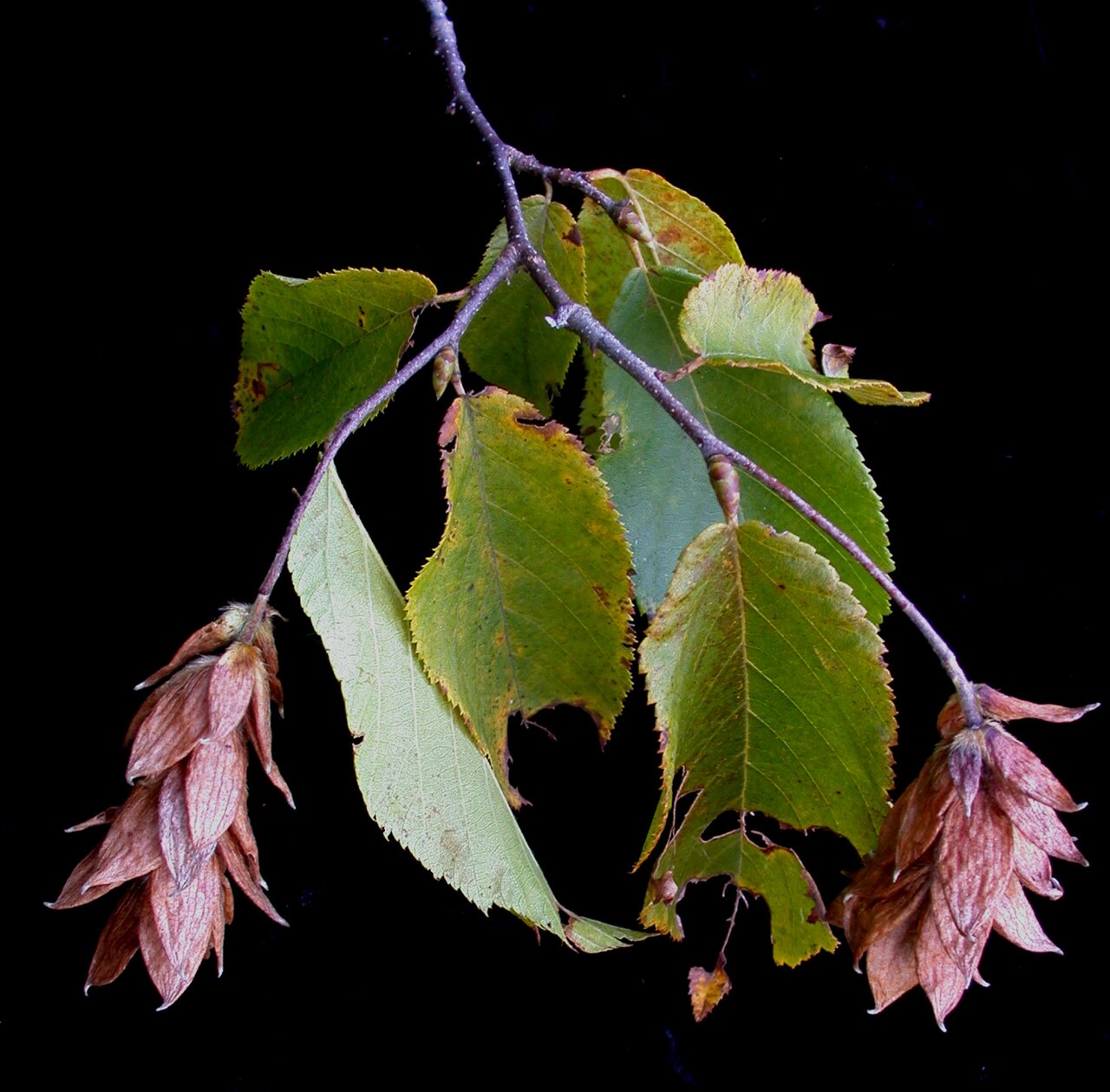 American hophornbeam: Nom français : ostryer de Virginie. Nom anglais : eastern hop-hornbeam. Rameaux, feuilles et infrutescence (fruits) mature d'ostryer de Virginie.