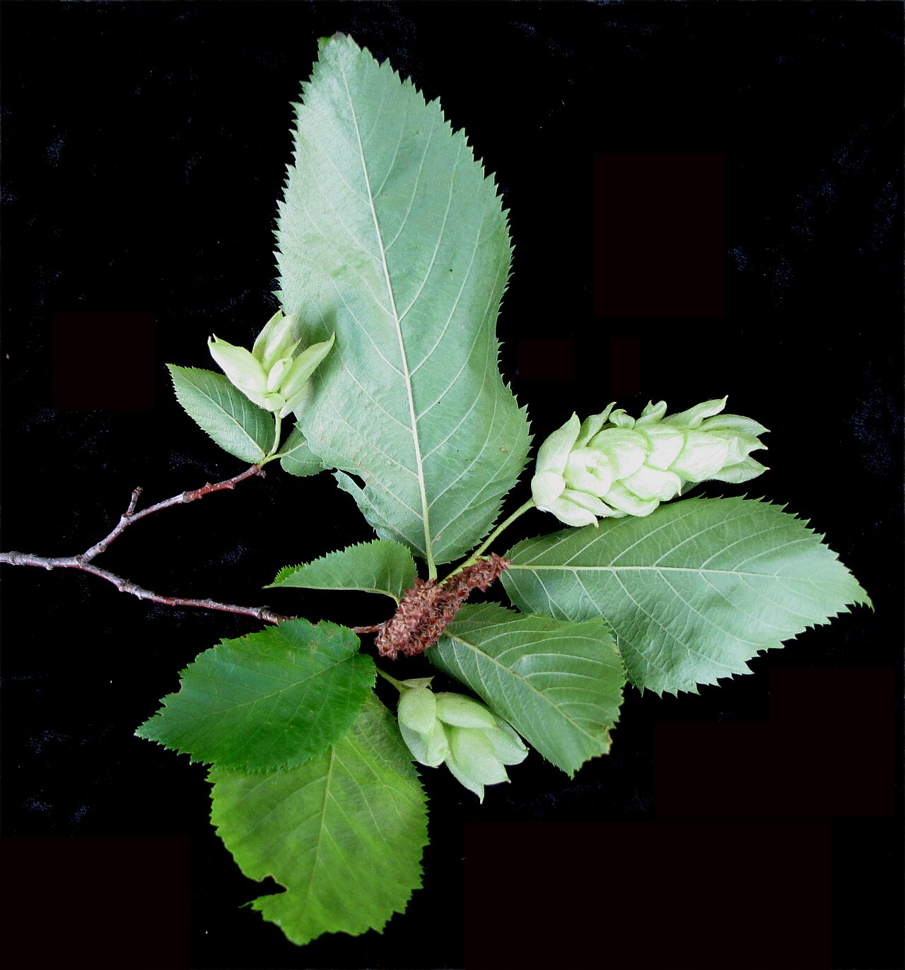 American hophornbeam: Nom français : ostryer de Virginie. Nom anglais : eastern hop-hornbeam. Rameau, feuilles et jeune infrutescence (fruits) d'ostryer de Virginie.
