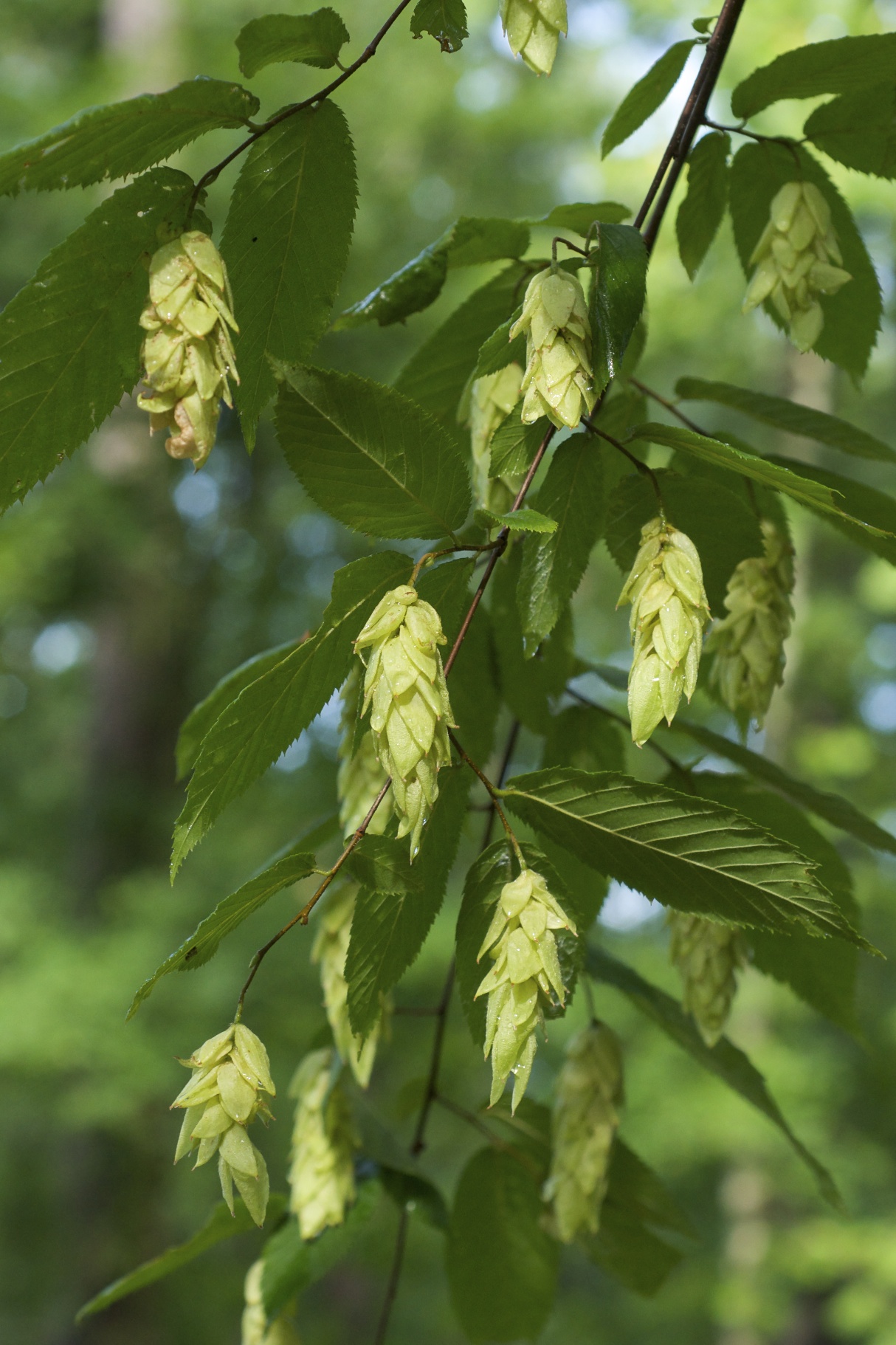 American hophornbeam: Ostrya virginiana (Hop-hornbeam) from Boyle Park, Little Rock, Pulaski County, Arkansas, eastern North America