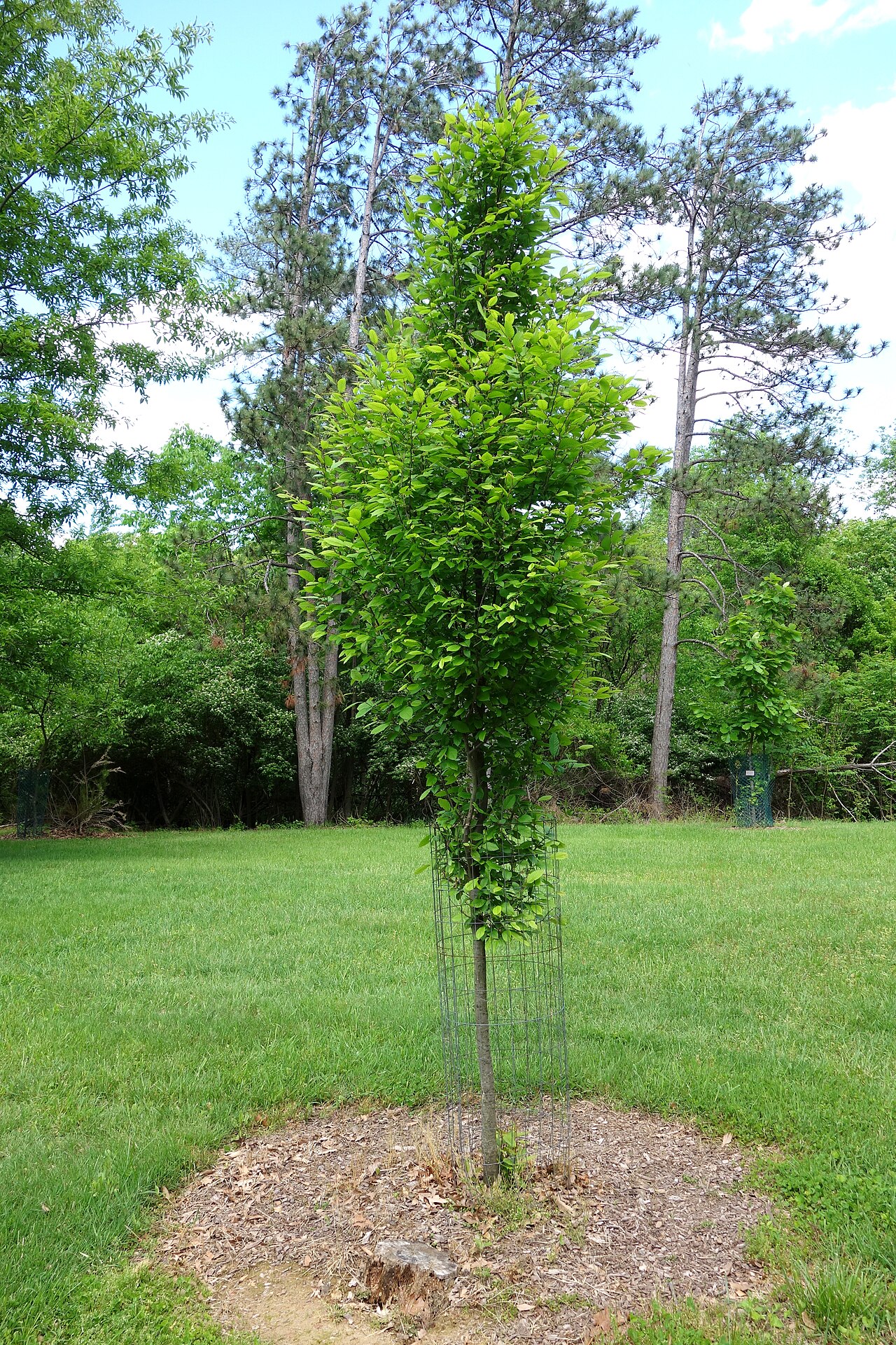 American hophornbeam: Botanical specimen in Mount Airy Arboretum, set within Mount Airy Forest, a public park located at 5083 Colerain Avenue, Cincinnati, Ohio, USA.