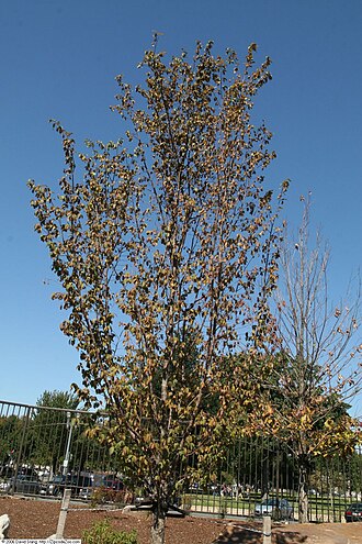 American hophornbeam: Location taken: United States Botanic Garden, Washington D.C.. Names: Ostrya virginiana (Mill.) K.Koch, American Hop Hornbeam, American Hop-Hornbeam, American H