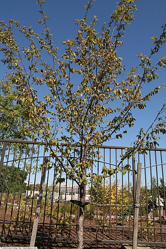 American hophornbeam: Location taken: United States Botanic Garden, Washington D.C.. Names: Ostrya virginiana (Mill.) K.Koch, American Hop Hornbeam, American Hop-Hornbeam, American H