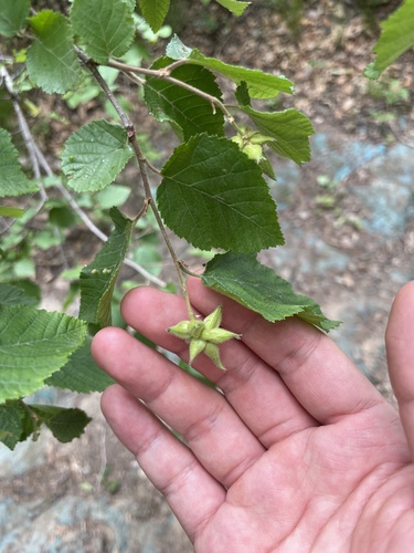 Ostryopsis davidiana (Ostryopsis davidiana)