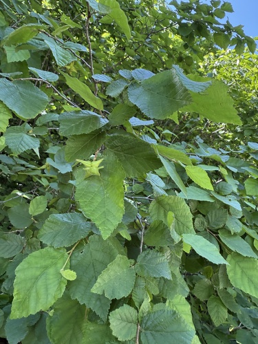 Ostryopsis davidiana (Ostryopsis davidiana)