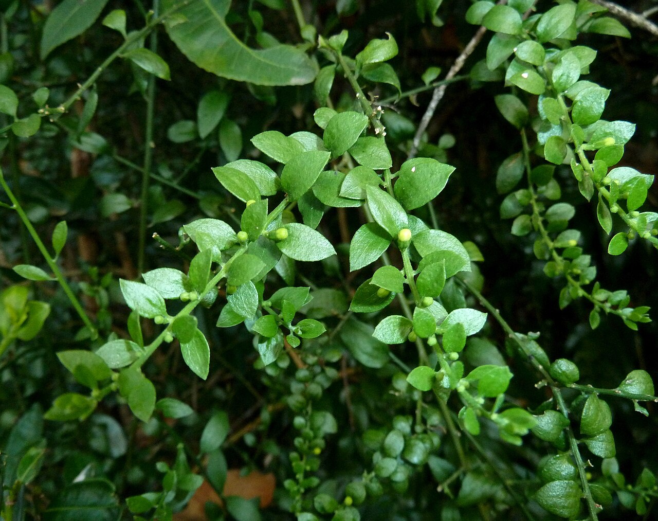 Osyridicarpos schimperianus: Habit of Osyridicarpos schimperianus in Krantzkloof Nature Reserve