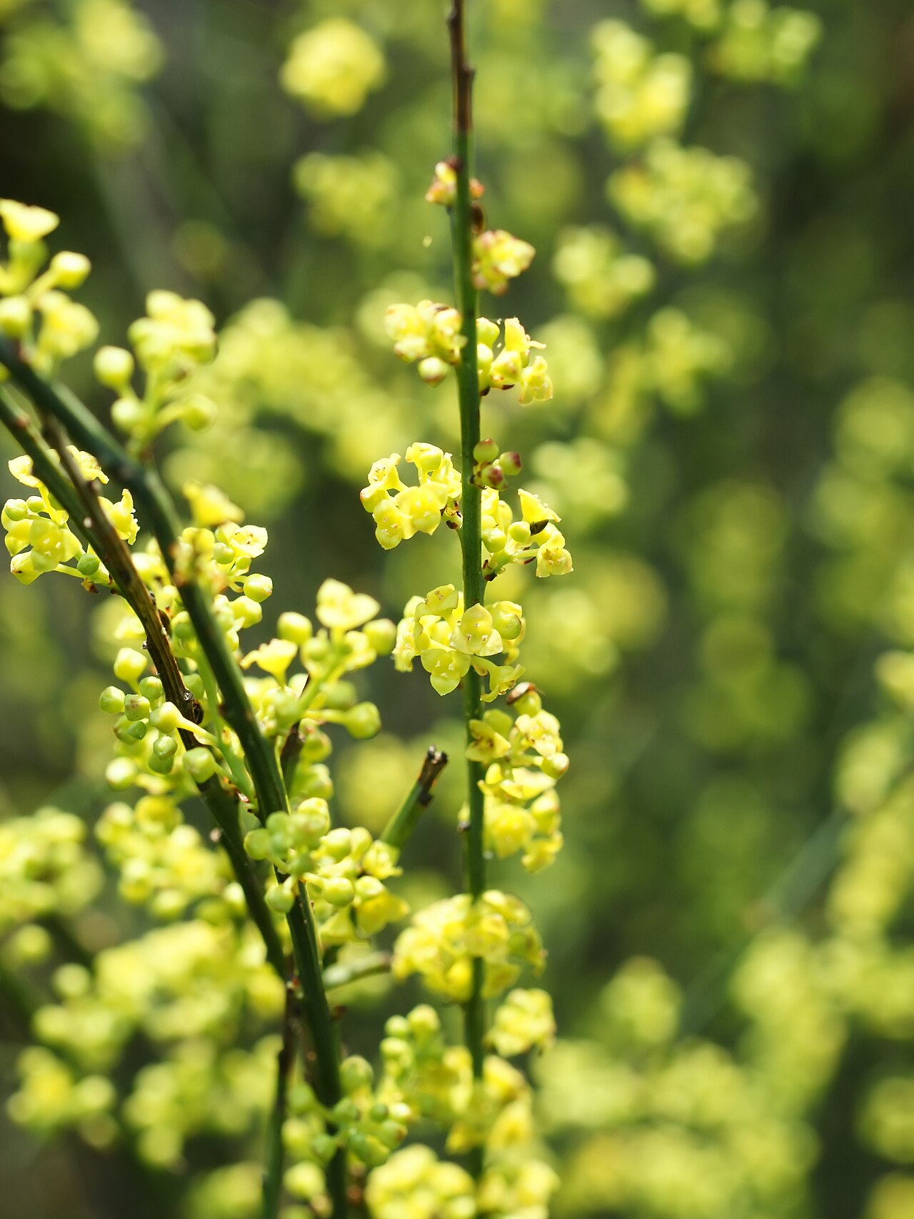 Osyris alba: A semi-parasitic broom-like plant close to Torregrande, Sardinia, Italy