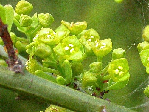 Osyris alba: Osyris alba male plant, Molise, Italy