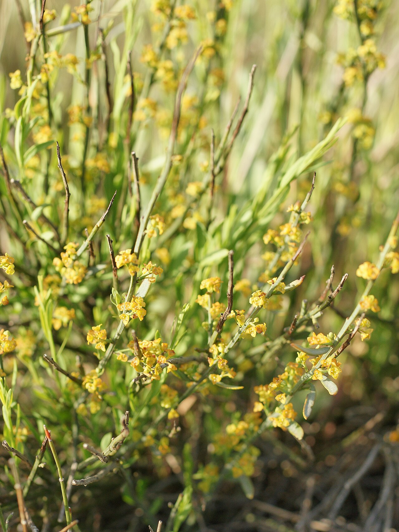 Osyris alba: A semi-parasitic broom-like plant close to Torregrande, Sardinia, Italy