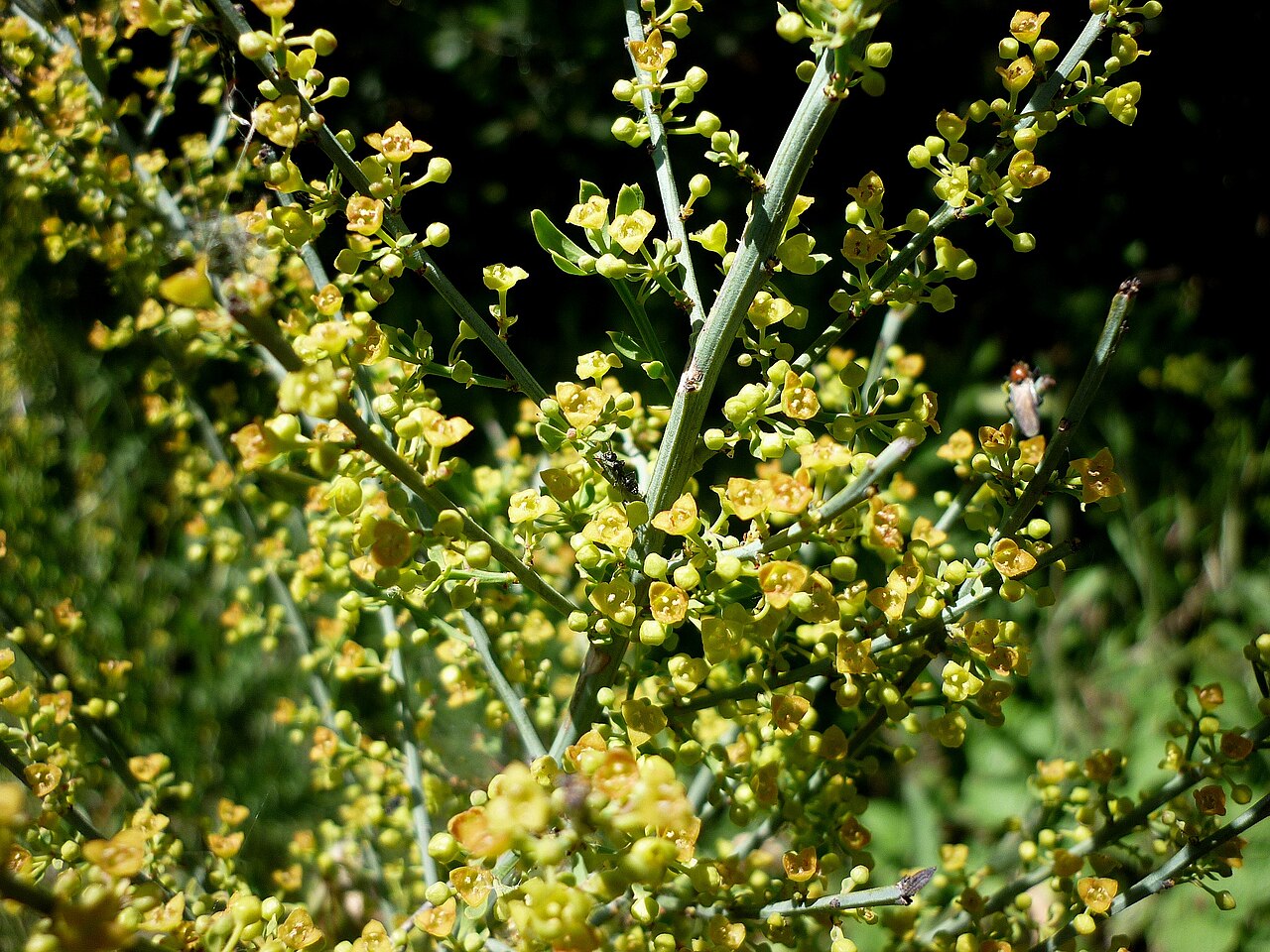 Osyris alba: Osyris alba . In Torà (Segarra-Catalunya). To 590 m. altitude