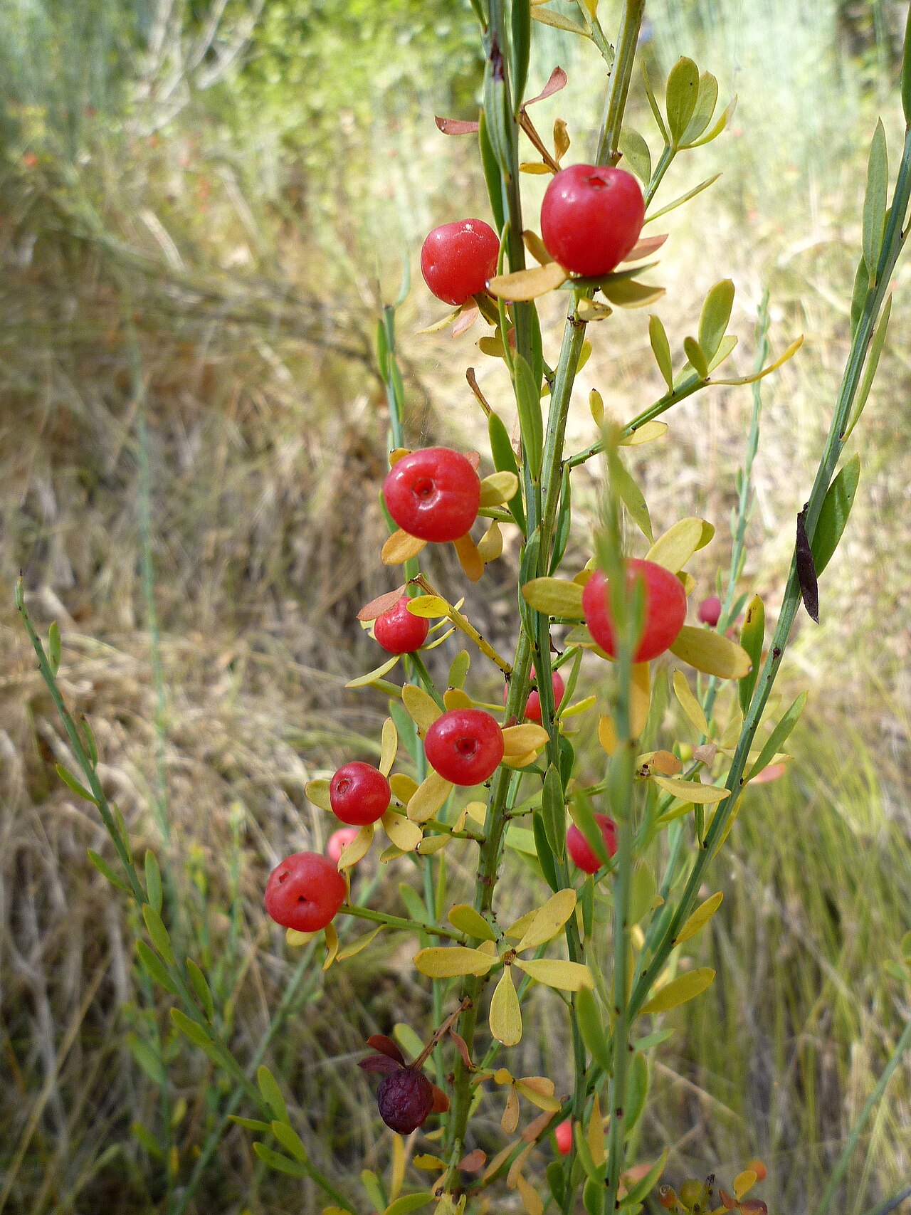Osyris alba: Osyris alba . In Torà (Segarra-Catalunya). To 595 m. altitude