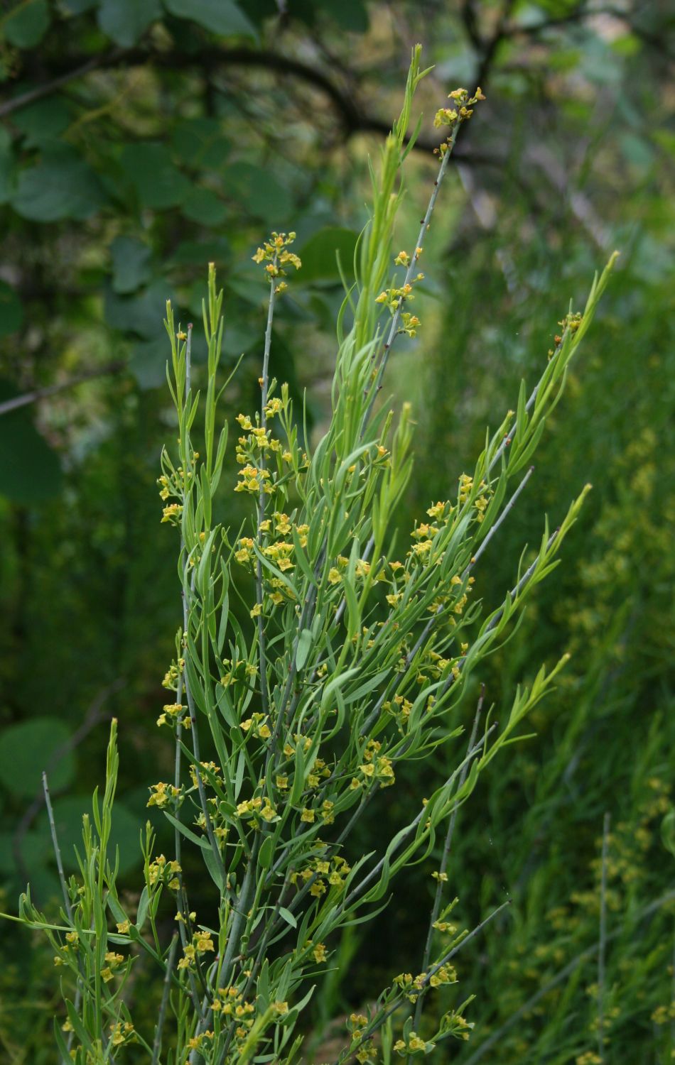 Osyris alba: Osyris alba , Sandelholzgewächse (Santalaceae) - Italien/Italia/Italy: Friuli-Venezia Giulia, Prov. Trieste, Rilkeweg/Sentiero Rilke von Sistiana nach Duino