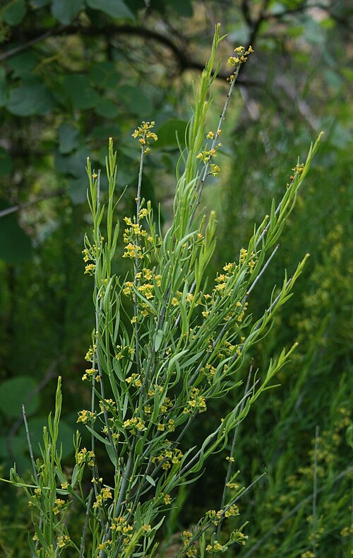 Osyris alba: Osyris alba , Sandelholzgewächse (Santalaceae) - Italien/Italia/Italy: Friuli-Venezia Giulia, Prov. Trieste, Rilkeweg/Sentiero Rilke von Sistiana nach Duino