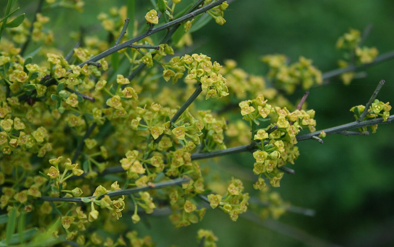 Osyris alba: Osyris alba , Sandelholzgewächse (Santalaceae) - Italien/Italia/Italy: Friuli-Venezia Giulia, Prov. Trieste, Sistiana, Rilkeweg/Sentiero Rilke