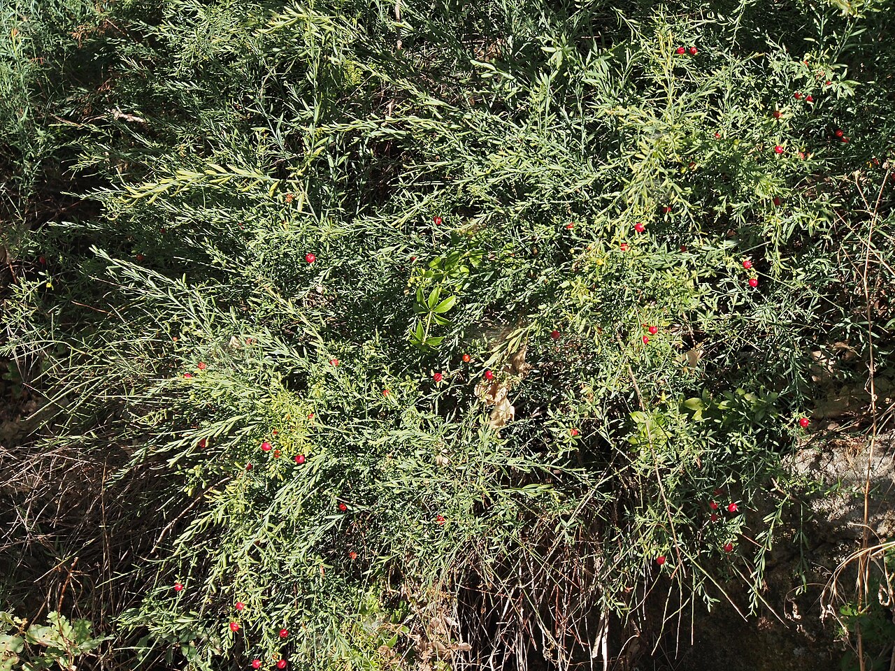 Osyris alba: Osyris alba . Losar de la Vera ( Cáceres , España ).