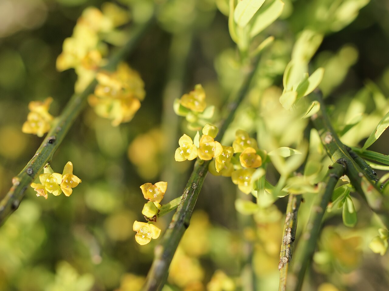 Osyris alba: A semi-parasitic broom-like plant close to Torregrande, Sardinia, Italy