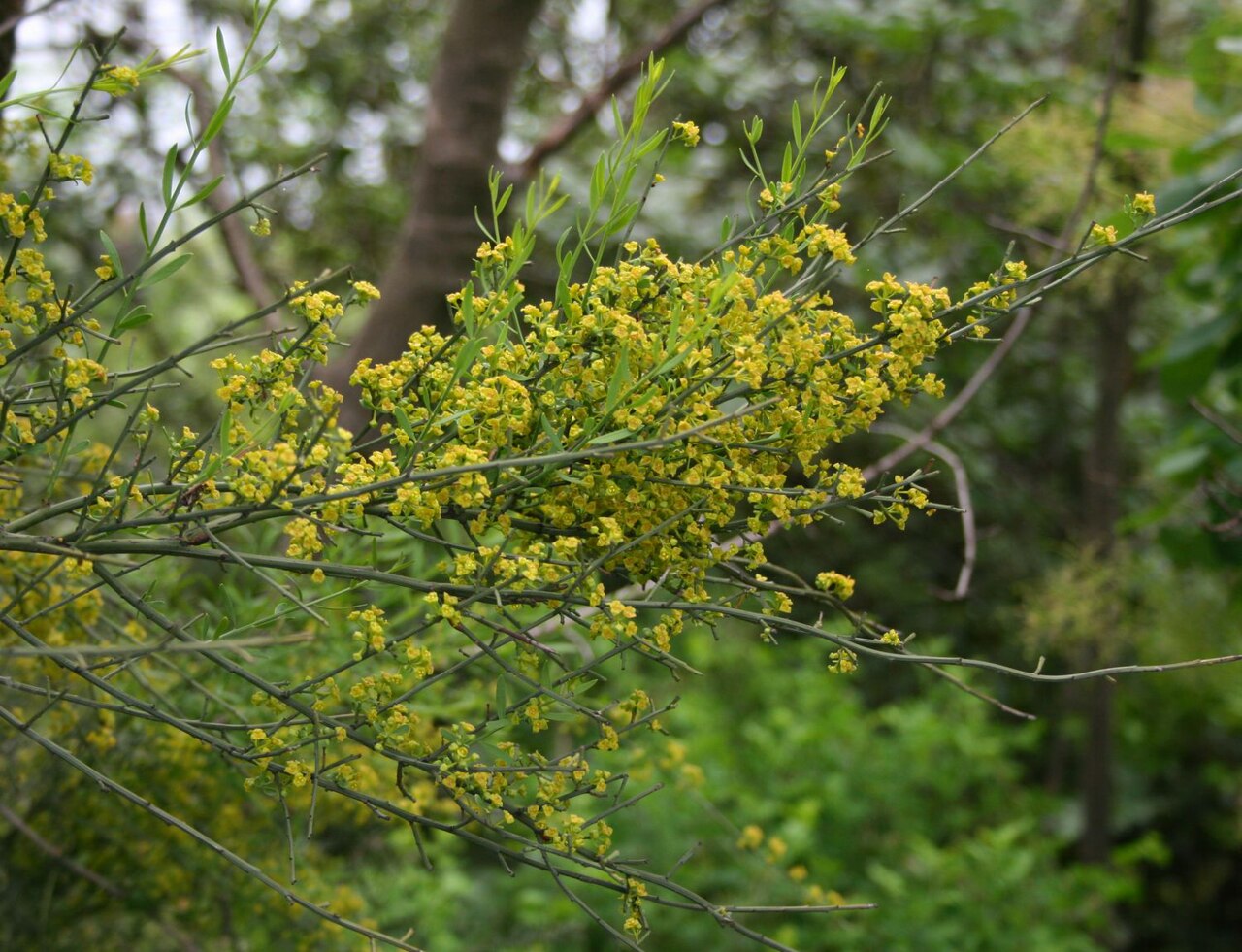 Osyris alba: Osyris alba , Sandelholzgewächse (Santalaceae) - Italien/Italia/Italy: Friuli-Venezia Giulia, Prov. Trieste, Sistiana, Rilkeweg/Sentiero Rilke
