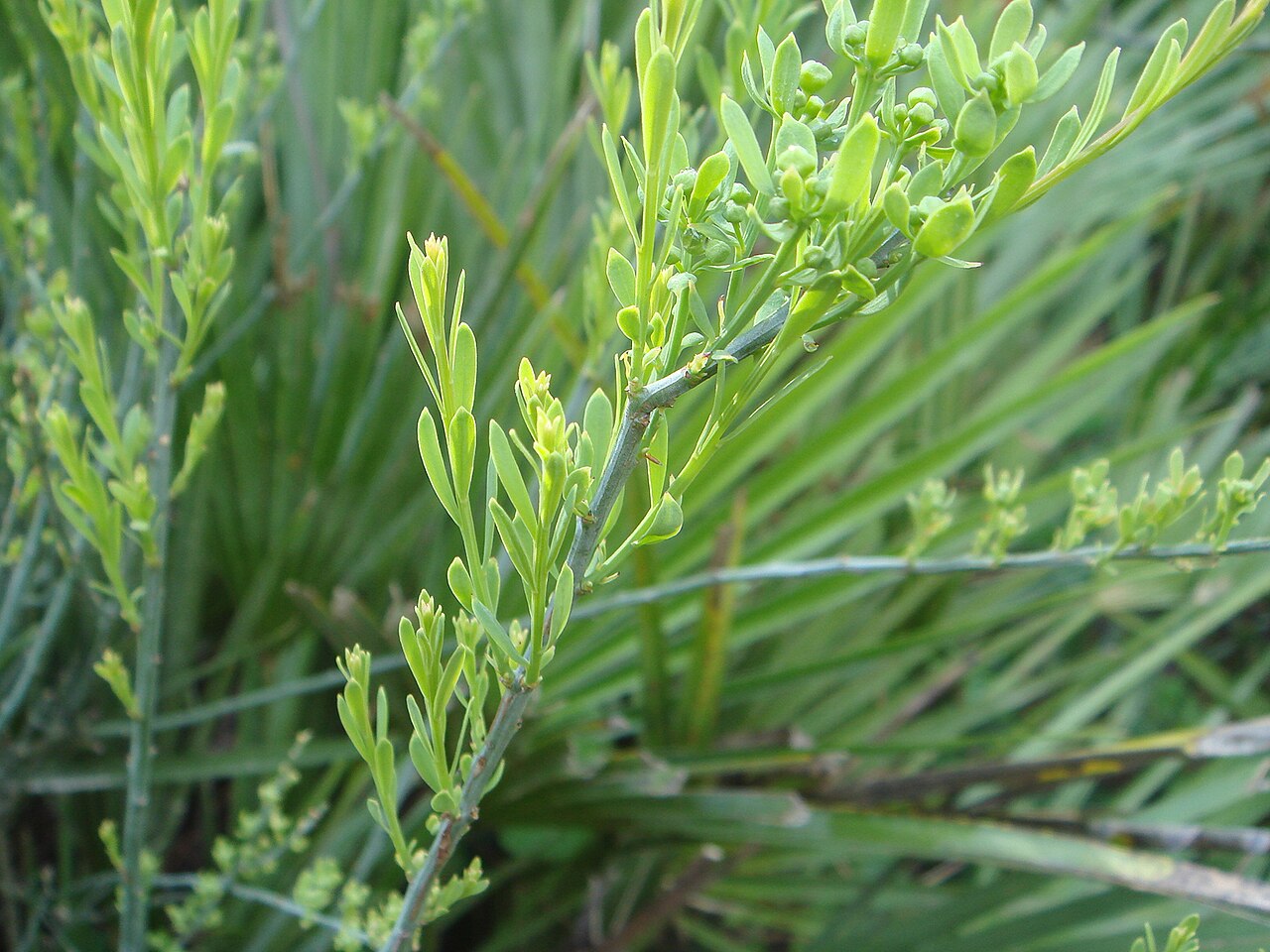 Osyris alba: Osyris alba , El Bosque, Cádiz, España