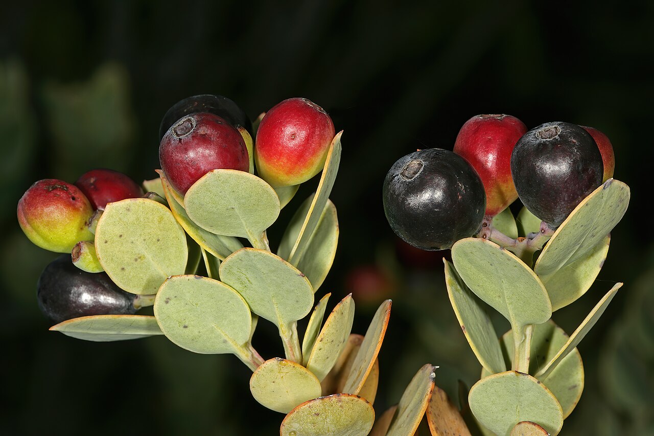 Coastal tannin-bush: Osyris compressa , fruit; Kirstenbosch National Botanical Garden, Cape Town, Western Cape, South Africa